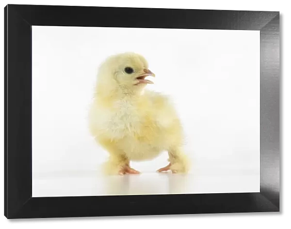 BIRD, one day old chick, , on white background, studio