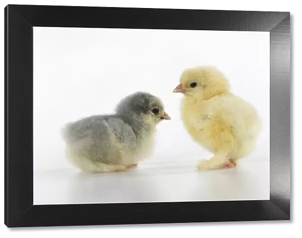 BIRD, X2 one day old chicks, , on white background, studio