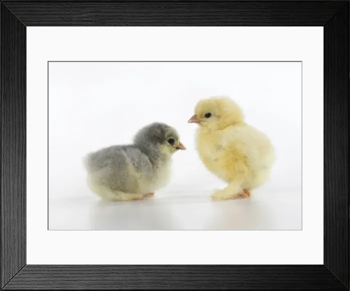 Framed Print : BIRD, X2 one day old chicks, , on white background, studio Framed Print : BIRD, X2 one day old chicks, , on white background, studio