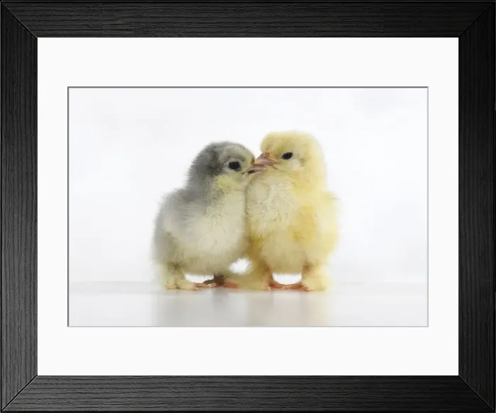 Framed Print : BIRD, X2 one day old chicks, , on white background, studio Framed Print : BIRD, X2 one day old chicks, , on white background, studio