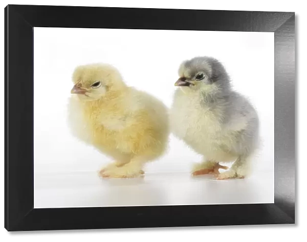 BIRD, X2 one day old chicks, , on white background, studio