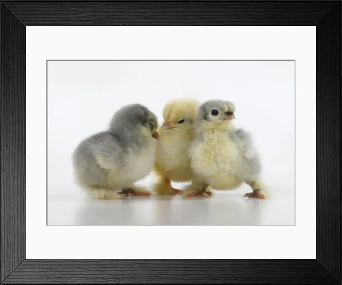 Framed Print : Chicks Framed Print : Chicks