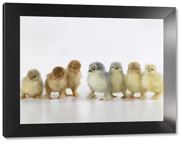 BIRD, X7 one day old chicks in a line, chicken, on white background, studio