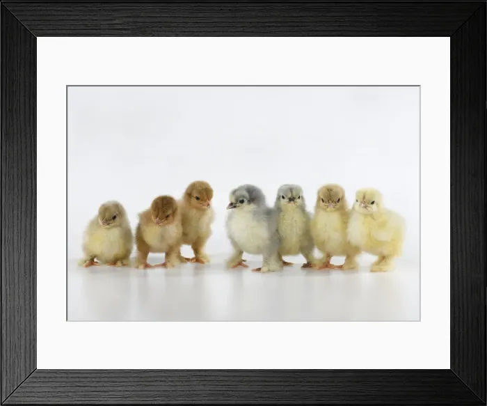 Framed Print : BIRD, X7 one day old chicks in a line, chicken, on white background, studio Framed Print : BIRD, X7 one day old chicks in a line, chicken, on white background, studio