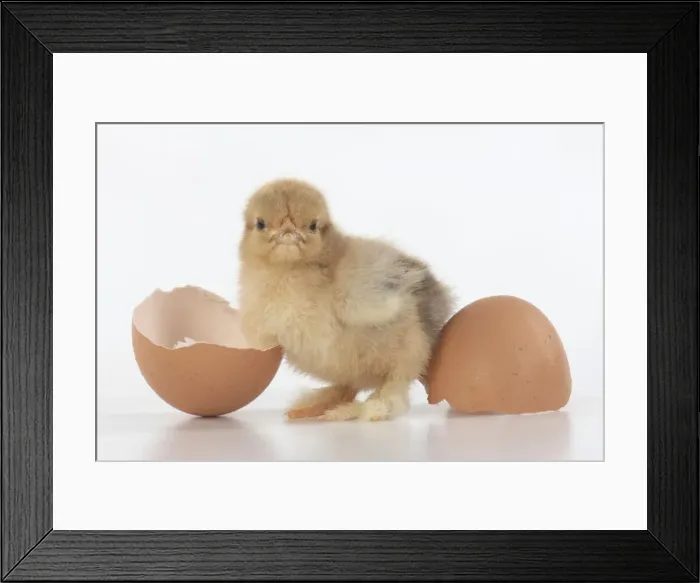Framed Print : BIRD, one day old chick, chicken, with egg shells, on white background, studio Framed Print : BIRD, one day old chick, chicken, with egg shells, on white background, studio