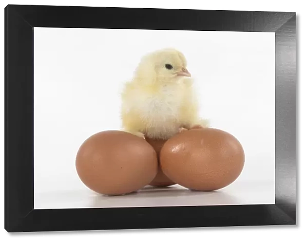BIRD, one day old chick, chicken, sitting on eggs, on white background, studio