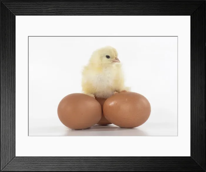 Framed Print : BIRD, one day old chick, chicken, sitting on eggs, on white background, studio Framed Print : BIRD, one day old chick, chicken, sitting on eggs, on white background, studio