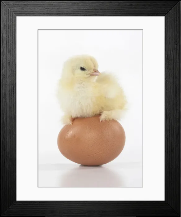 Framed Print : BIRD, one day old chick, chicken, standing on an egg, on white background, studio Framed Print : BIRD, one day old chick, chicken, standing on an egg, on white background, studio