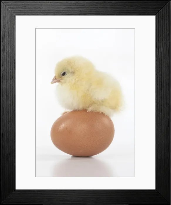 Framed Print : BIRD, one day old chick, chicken, standing on an egg, on white background, studio Framed Print : BIRD, one day old chick, chicken, standing on an egg, on white background, studio