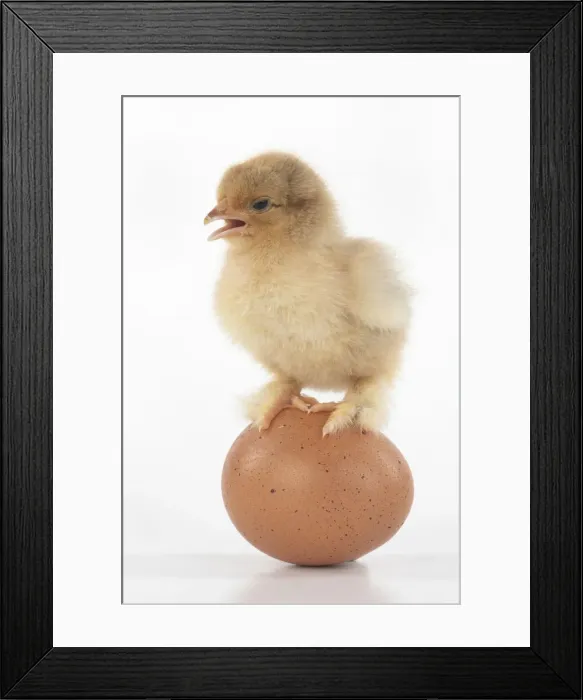 Framed Print : BIRD, one day old chick, chicken, standing on an egg, on white background, studio Framed Print : BIRD, one day old chick, chicken, standing on an egg, on white background, studio