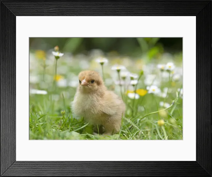Framed Print : BIRD. Chicken chick, in grass with buttercups and daisies Framed Print : BIRD. Chicken chick, in grass with buttercups and daisies