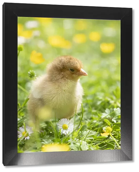 BIRD. Chicken chick, in grass with buttercups and daisies