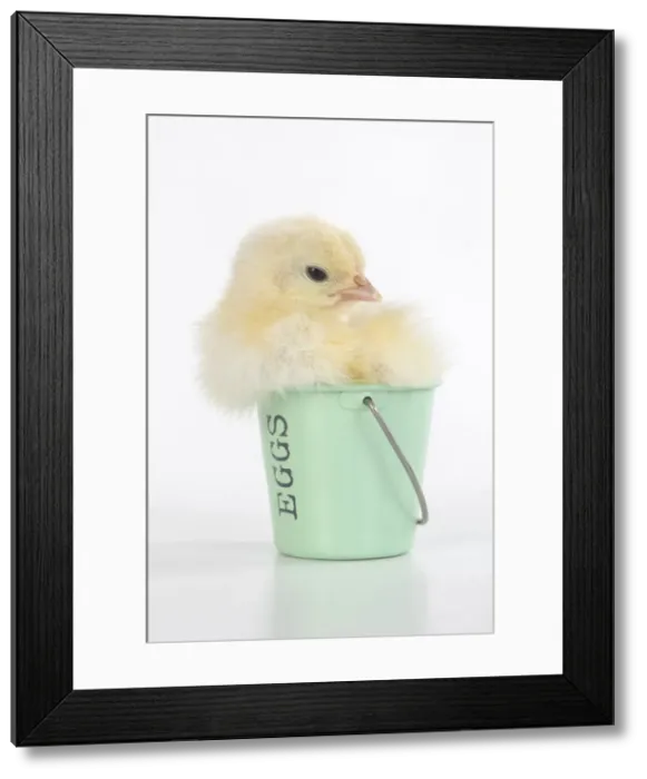 Framed Print : BIRD. Chicken chick, 1 day old in an egg cup, studio, white background Framed Print : BIRD. Chicken chick, 1 day old in an egg cup, studio, white background