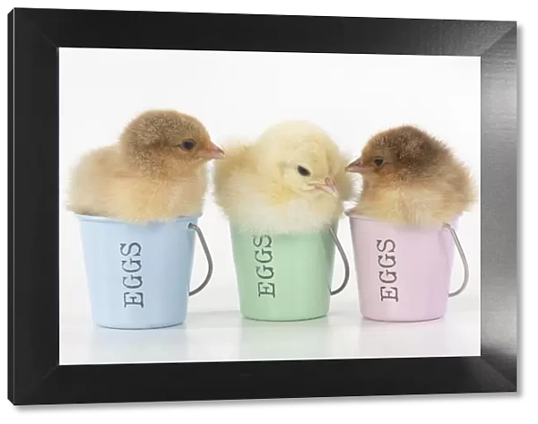 BIRD. X3 Chicken chicks, 1 day old, sitting in egg cups, studio, white background