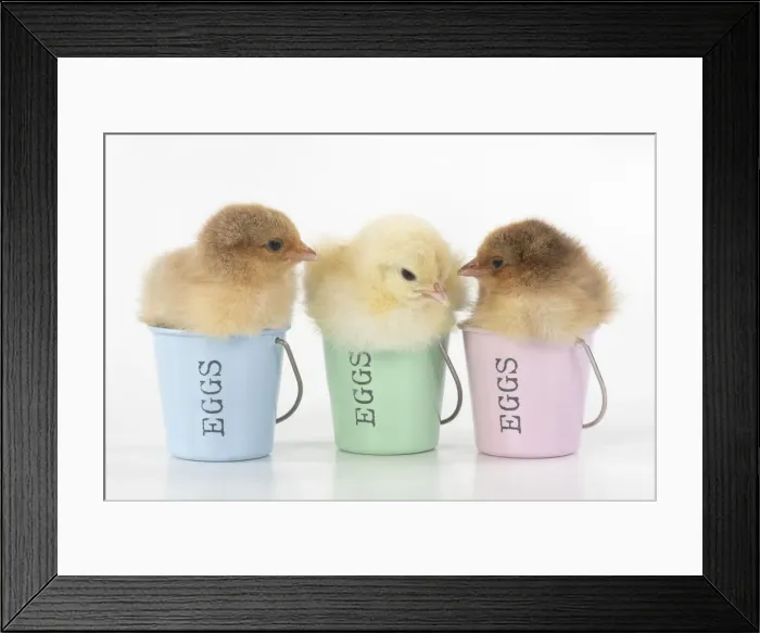 Framed Print : BIRD. X3 Chicken chicks, 1 day old, sitting in egg cups, studio, white background Framed Print : BIRD. X3 Chicken chicks, 1 day old, sitting in egg cups, studio, white background