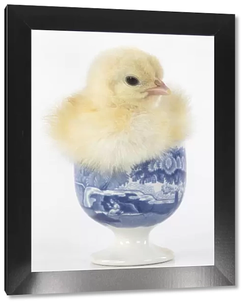 BIRD. Chicken chick, 1 day old in an egg cup, studio, white background