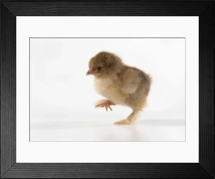 Framed Print : BIRD, one day old chick, walking, foot up, on white background, studio Framed Print : BIRD, one day old chick, walking, foot up, on white background, studio