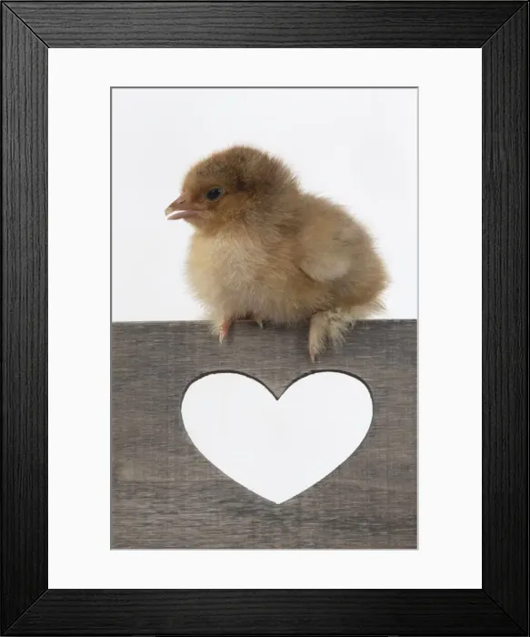 Framed Print : BIRD. Chicken chick, 1 day old, sitting on wooden box with heary shaped hole, studio, white background Framed Print : BIRD. Chicken chick, 1 day old, sitting on wooden box with heary shaped hole, studio, white background