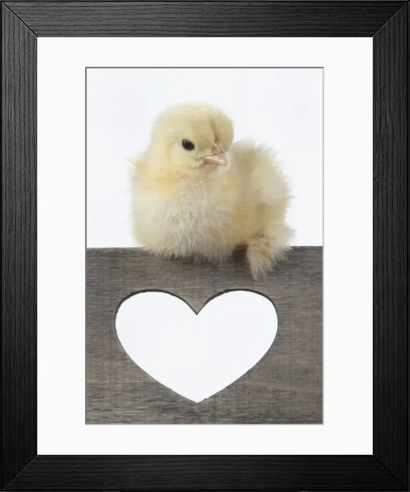 Framed Print : BIRD. Chicken chick, 1 day old, sitting on wooden box with heary shaped hole, studio, white background Framed Print : BIRD. Chicken chick, 1 day old, sitting on wooden box with heary shaped hole, studio, white background