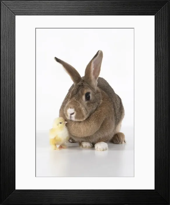 Framed Print : BIRD. Chicken chick, 1 day old, with a rabbit, studio, white background Framed Print : BIRD. Chicken chick, 1 day old, with a rabbit, studio, white background