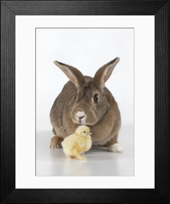 Framed Print : BIRD. Chicken chick, 1 day old, with a rabbit, studio, white background Framed Print : BIRD. Chicken chick, 1 day old, with a rabbit, studio, white background