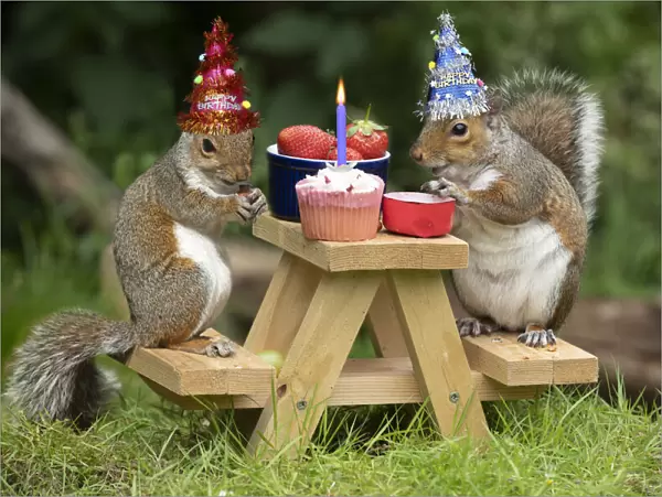 Two Grey Squirrels on a mini picnic bench having a birthday party