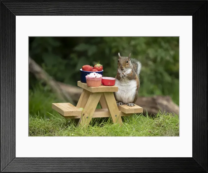 Framed Print : Grey Squirrel on a miniature picnic bench eating nuts & fruit Framed Print : Grey Squirrel on a miniature picnic bench eating nuts & fruit