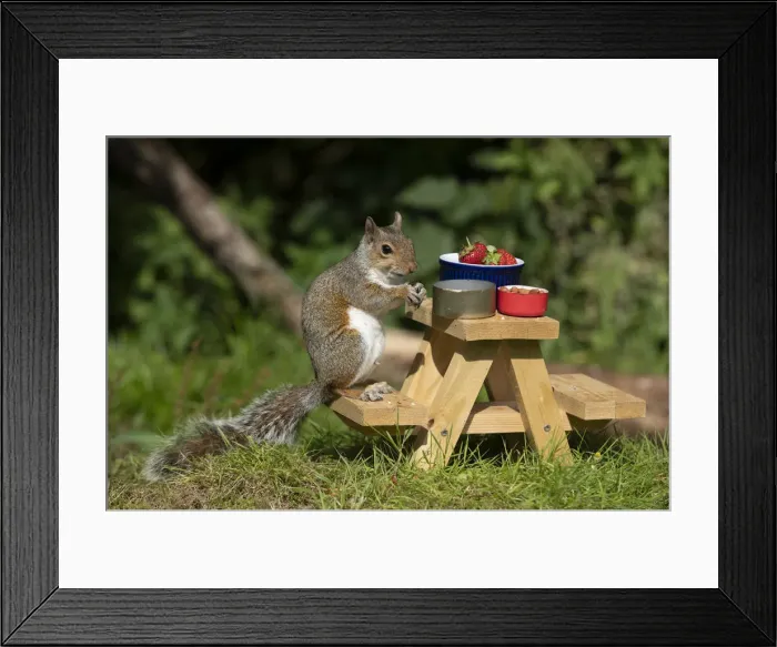 Framed Print : Grey Squirrel on a miniature picnic bench eating nuts & fruit Framed Print : Grey Squirrel on a miniature picnic bench eating nuts & fruit