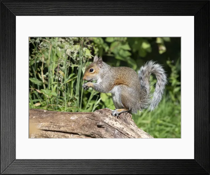 Framed Print : Grey squirrel sitting eating a nut, natural setting Framed Print : Grey squirrel sitting eating a nut, natural setting