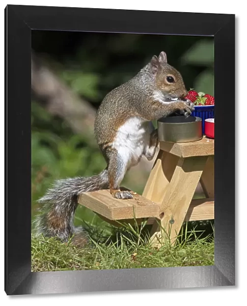 Grey squirrel sitting on a mini picnic bench eating a nut, natural setting