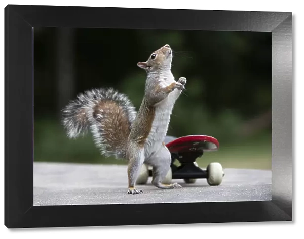 Grey squirrel standing up next to a skateboard, natural setting