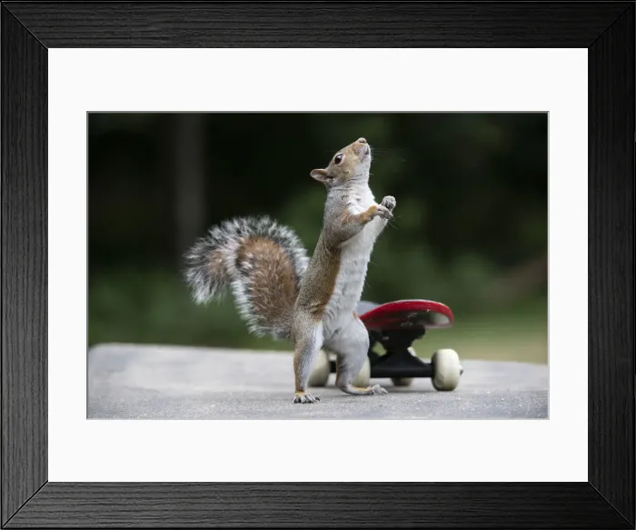 Framed Print : Grey squirrel standing up next to a skateboard, natural setting Framed Print : Grey squirrel standing up next to a skateboard, natural setting