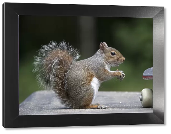 Grey squirrel sitting near a skateboard, eating a nut