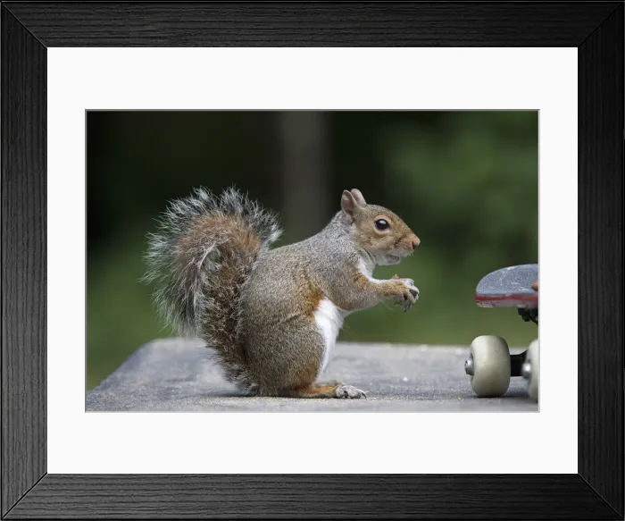Framed Print : Grey squirrel sitting near a skateboard, eating a nut Framed Print : Grey squirrel sitting near a skateboard, eating a nut