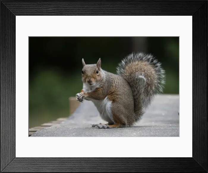 Framed Print : Grey squirrel sitting eating a nut, natural setting Framed Print : Grey squirrel sitting eating a nut, natural setting