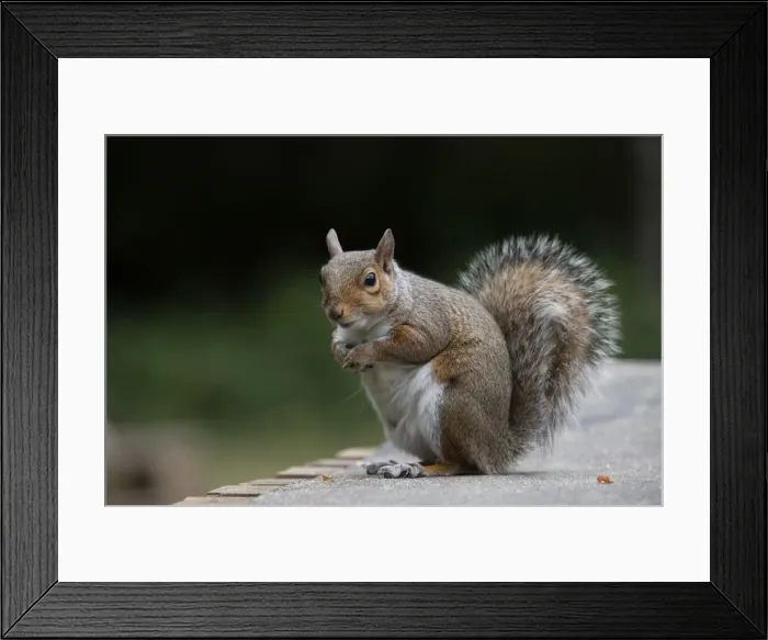 Framed Print : Grey squirrel sitting looking cute, natural setting Framed Print : Grey squirrel sitting looking cute, natural setting