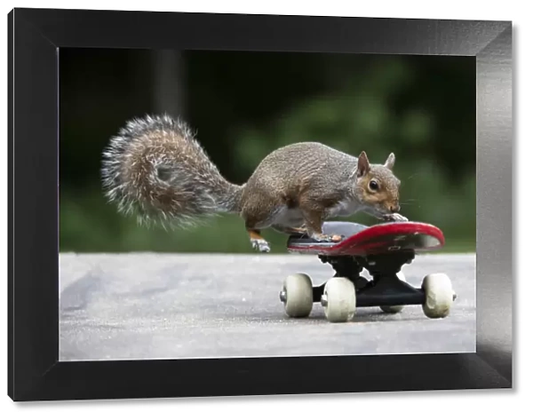 Grey squirrel riding on a skateboard, natural setting