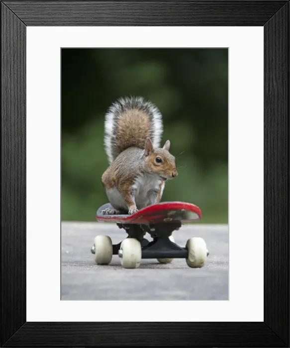 Framed Print : Grey squirrel sitting on a skateboard, natural setting Framed Print : Grey squirrel sitting on a skateboard, natural setting
