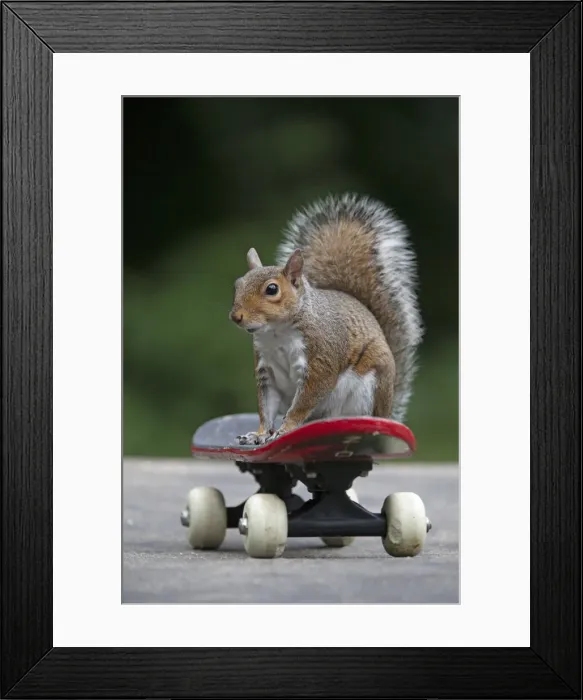 Framed Print : Grey squirrel sitting on a skateboard, natural setting Framed Print : Grey squirrel sitting on a skateboard, natural setting