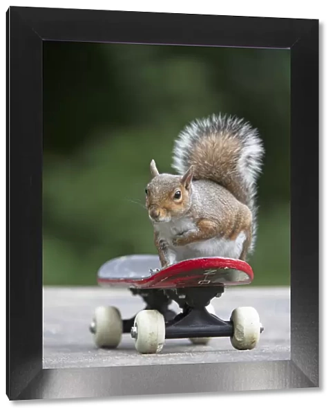Grey squirrel sitting on a skateboard, natural setting
