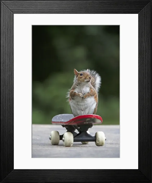Framed Print : Grey squirrel sitting on a skateboard, natural setting Framed Print : Grey squirrel sitting on a skateboard, natural setting