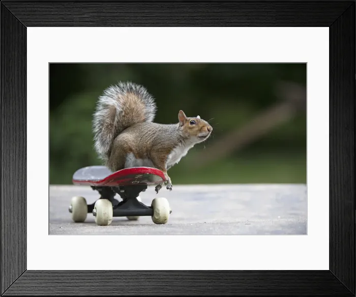 Framed Print : Grey squirrel sitting on a skateboard, natural setting Framed Print : Grey squirrel sitting on a skateboard, natural setting