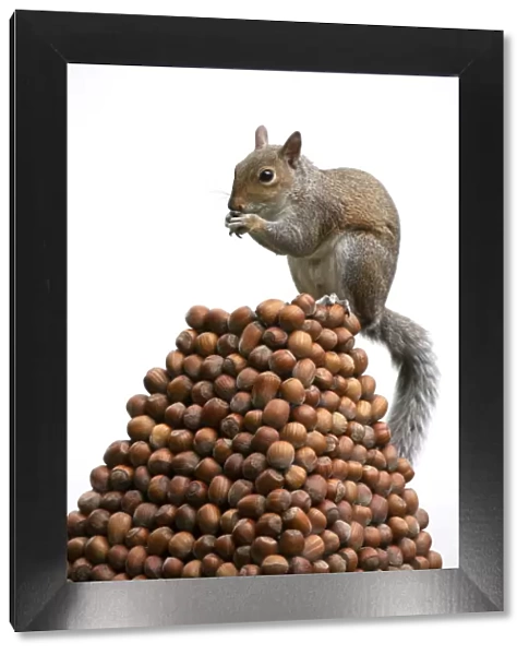 Grey Squirrel on a pile of hazelnuts, white background