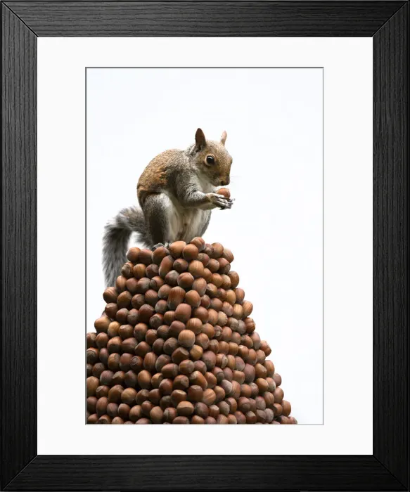 Framed Print : Grey Squirrel on a pile of hazelnuts, white background Framed Print : Grey Squirrel on a pile of hazelnuts, white background
