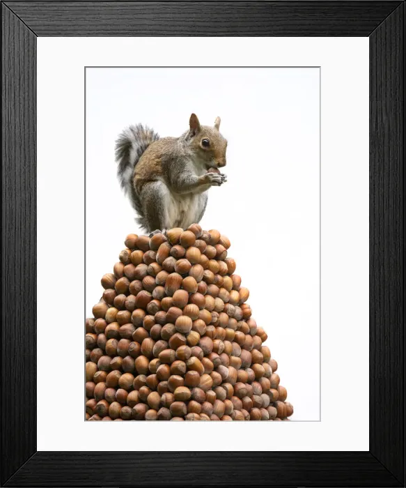 Framed Print : Grey Squirrel on a pile of hazelnuts, white background Framed Print : Grey Squirrel on a pile of hazelnuts, white background
