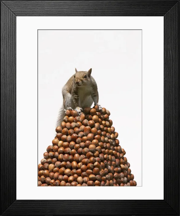 Framed Print : Grey Squirrel on a pile of hazelnuts, white background