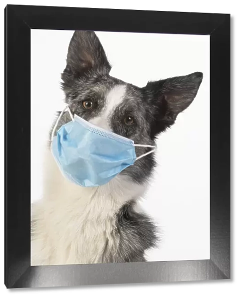 DOG. Collie cross dog wearing a blue surgical mask, studio white background