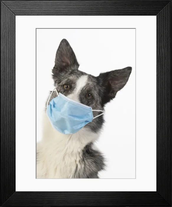 Framed Print : DOG. Collie cross dog wearing a blue surgical mask, studio white background Framed Print : DOG. Collie cross dog wearing a blue surgical mask, studio white background