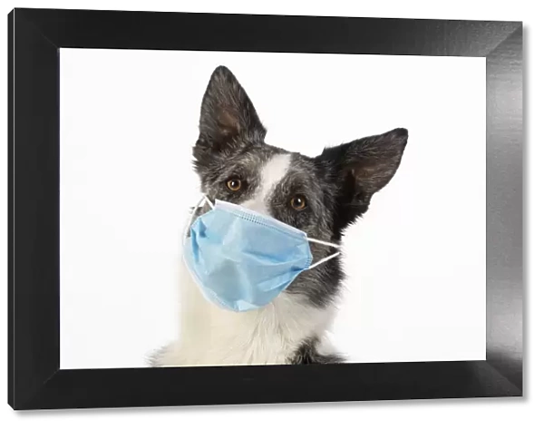 DOG. Collie cross dog wearing a blue surgical mask, studio white background