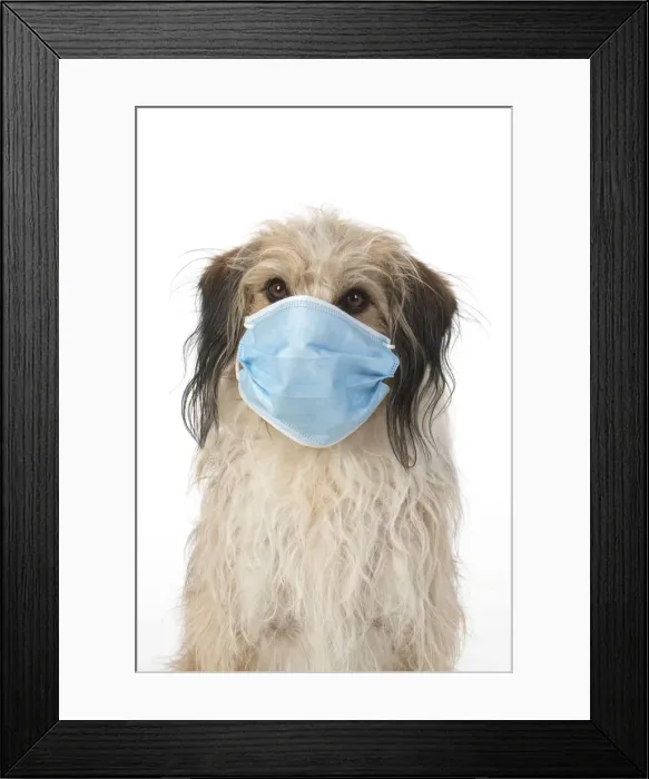 Framed Print : DOG. hairy cross breed, wearing a surgucal mask, studio, white back ground Framed Print : DOG. hairy cross breed, wearing a surgucal mask, studio, white back ground